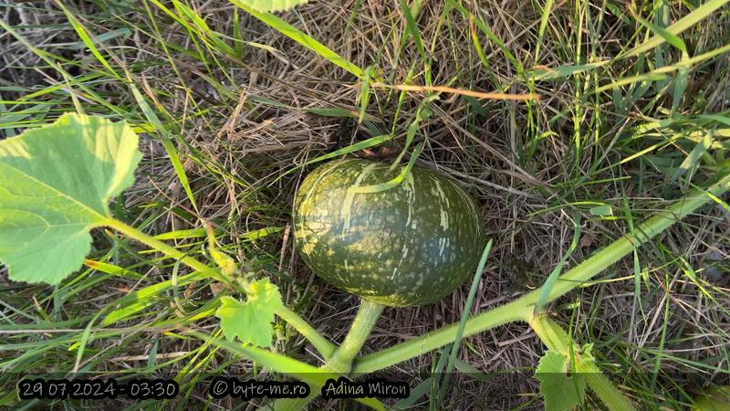 Dovleac in stratul cu sparanghel